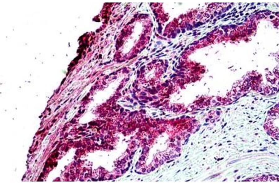 Immunohistochemistry - Anti-EPI64/TBC1D10A Antibody (A285937) - Antibodies.com