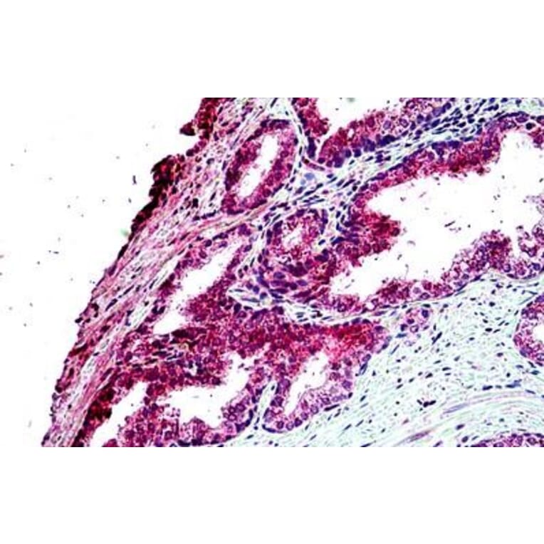 Immunohistochemistry - Anti-EPI64/TBC1D10A Antibody (A285937) - Antibodies.com
