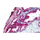 Immunohistochemistry - Anti-EPI64/TBC1D10A Antibody (A285937) - Antibodies.com