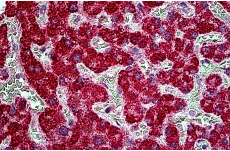 Immunohistochemistry - Anti-EPI64/TBC1D10A Antibody (A285937) - Antibodies.com