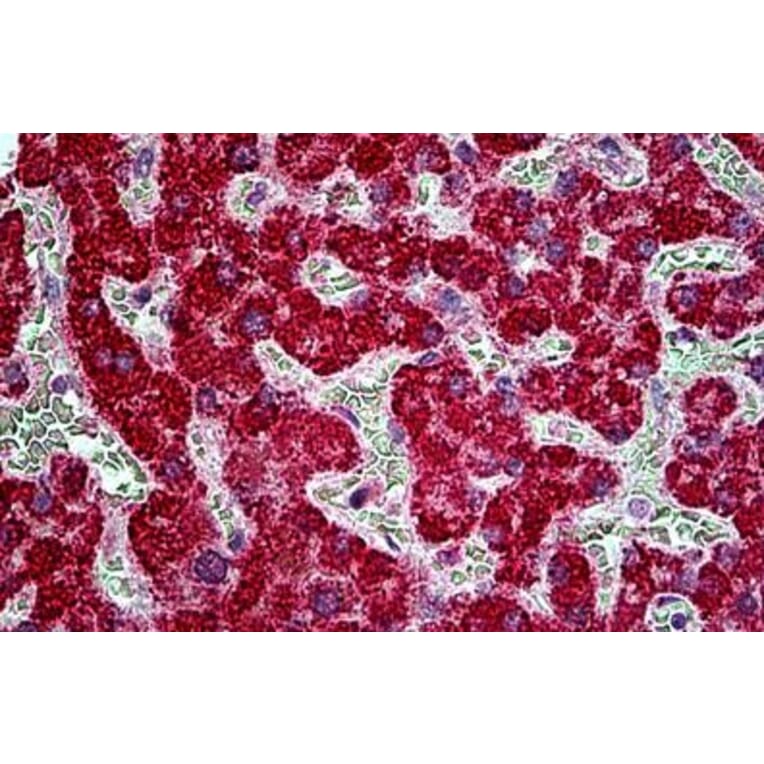 Immunohistochemistry - Anti-EPI64/TBC1D10A Antibody (A285937) - Antibodies.com