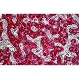 Immunohistochemistry - Anti-EPI64/TBC1D10A Antibody (A285937) - Antibodies.com