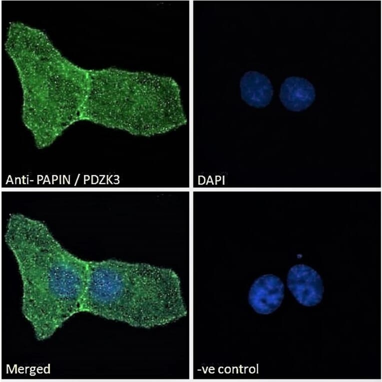 Immunofluorescence - Anti-PDZK3/Pin1 Antibody (A285938) - Antibodies.com