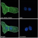 Immunofluorescence - Anti-PDZK3/Pin1 Antibody (A285938) - Antibodies.com