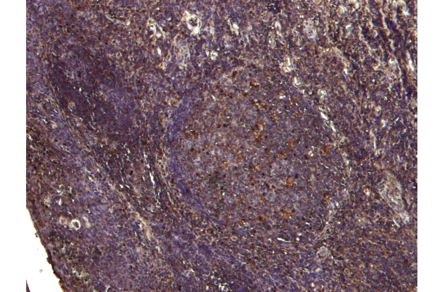 Immunohistochemistry - Anti-PDZK3/Pin1 Antibody (A285938) - Antibodies.com