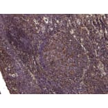 Immunohistochemistry - Anti-PDZK3/Pin1 Antibody (A285938) - Antibodies.com