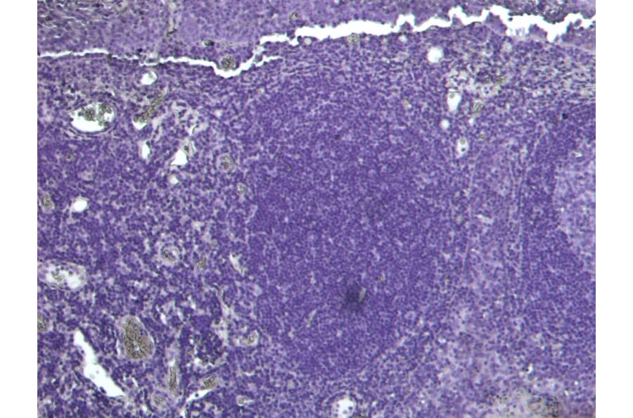 Immunohistochemistry - Anti-PDZK3/Pin1 Antibody (A285938) - Antibodies.com