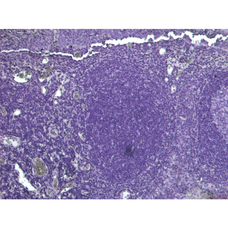 Immunohistochemistry - Anti-PDZK3/Pin1 Antibody (A285938) - Antibodies.com