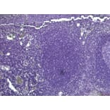Immunohistochemistry - Anti-PDZK3/Pin1 Antibody (A285938) - Antibodies.com