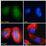 Immunofluorescence - Anti-TIGD1 Antibody (A285939) - Antibodies.com