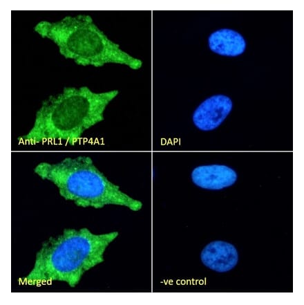 Immunofluorescence - Anti-PRL-1 Antibody (A285942) - Antibodies.com