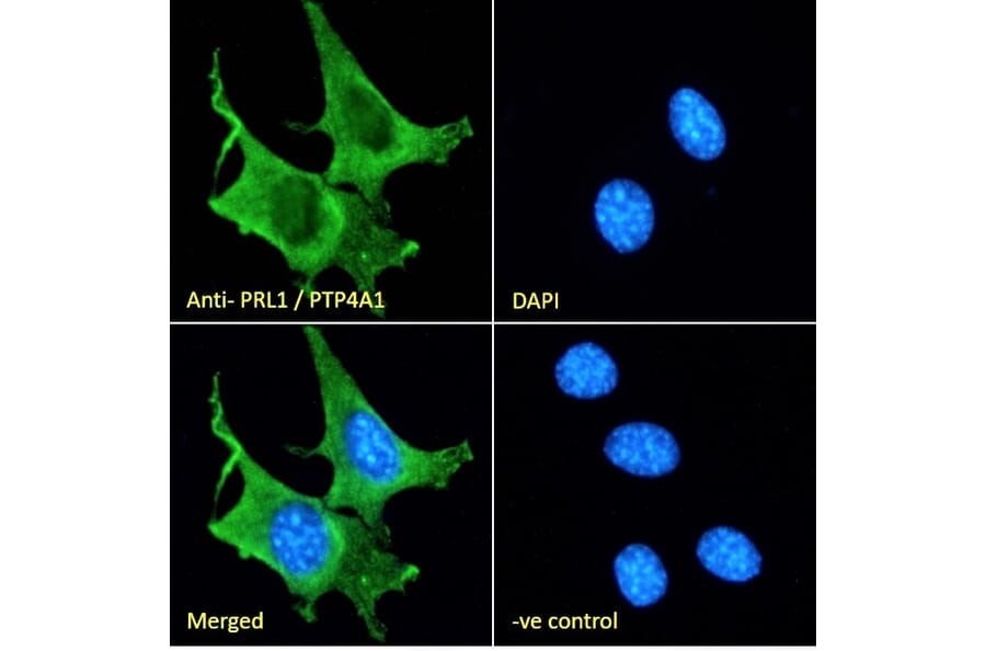 Immunofluorescence - Anti-PRL-1 Antibody (A285942) - Antibodies.com