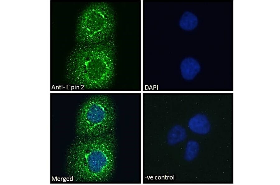 Immunofluorescence - Anti-Lipin 2/LPIN2 Antibody (A285946) - Antibodies.com