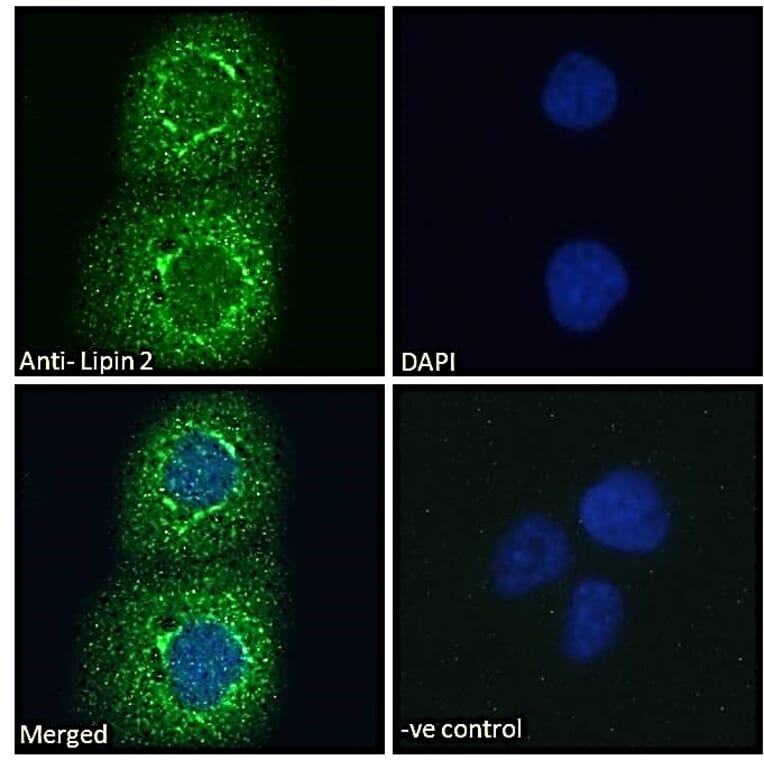 Immunofluorescence - Anti-Lipin 2/LPIN2 Antibody (A285946) - Antibodies.com