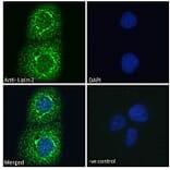 Immunofluorescence - Anti-Lipin 2/LPIN2 Antibody (A285946) - Antibodies.com
