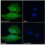 Immunofluorescence - Anti-Lipin 2/LPIN2 Antibody (A285946) - Antibodies.com