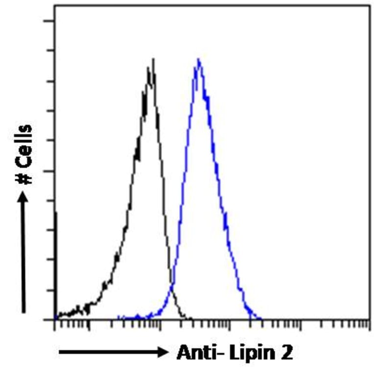 Flow Cytometry - Anti-Lipin 2/LPIN2 Antibody (A285946) - Antibodies.com