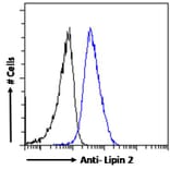 Flow Cytometry - Anti-Lipin 2/LPIN2 Antibody (A285946) - Antibodies.com