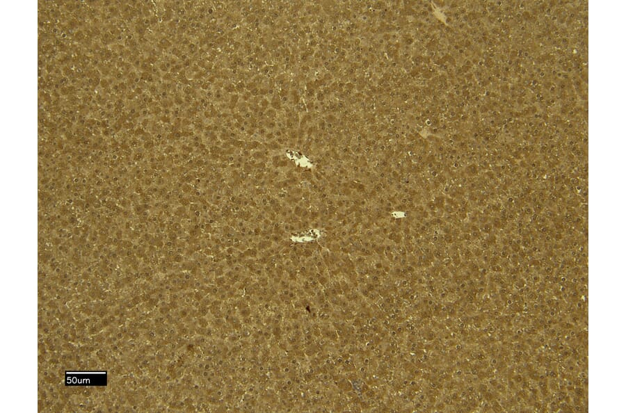 Immunohistochemistry - Anti-CTGF Antibody (A285947) - Antibodies.com