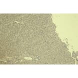 Immunohistochemistry - Anti-CTGF Antibody (A285947) - Antibodies.com