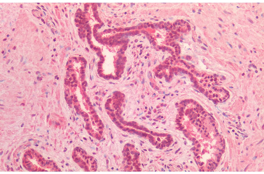Immunohistochemistry - Anti-Lamin A + Lamin C Antibody (A285948) - Antibodies.com