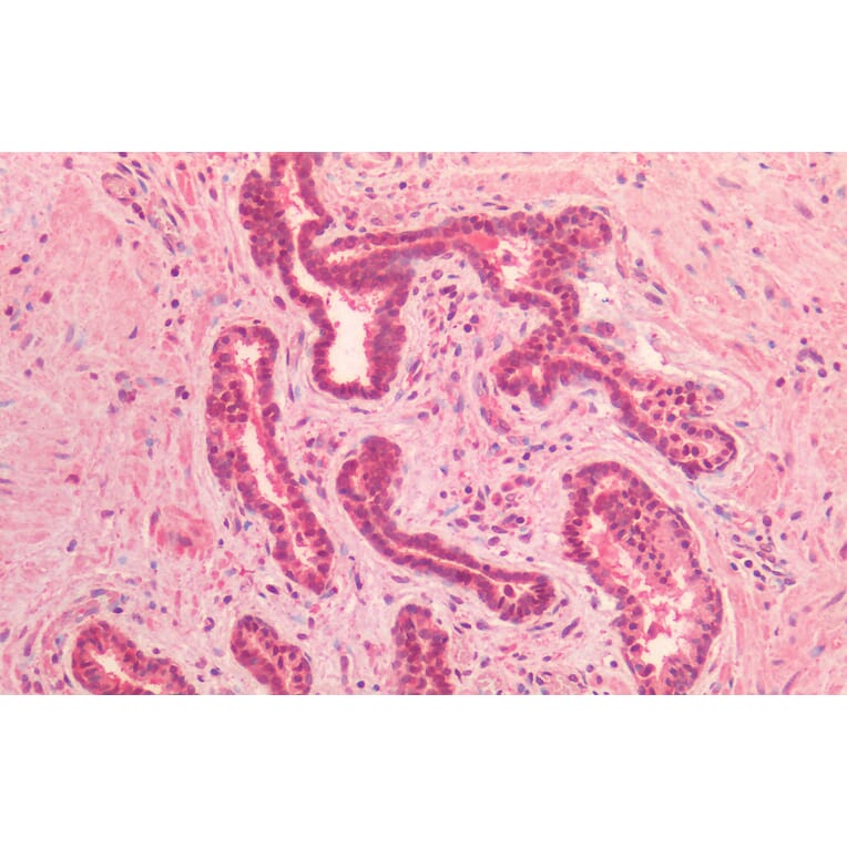 Immunohistochemistry - Anti-Lamin A + Lamin C Antibody (A285948) - Antibodies.com