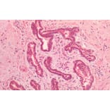 Immunohistochemistry - Anti-Lamin A + Lamin C Antibody (A285948) - Antibodies.com