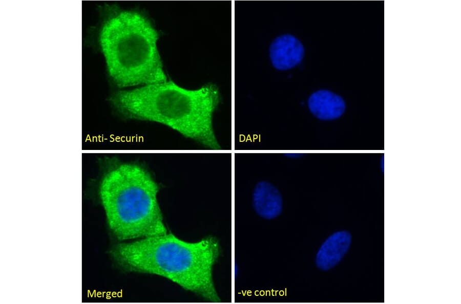 Immunofluorescence - Anti-Securin Antibody (A285949) - Antibodies.com