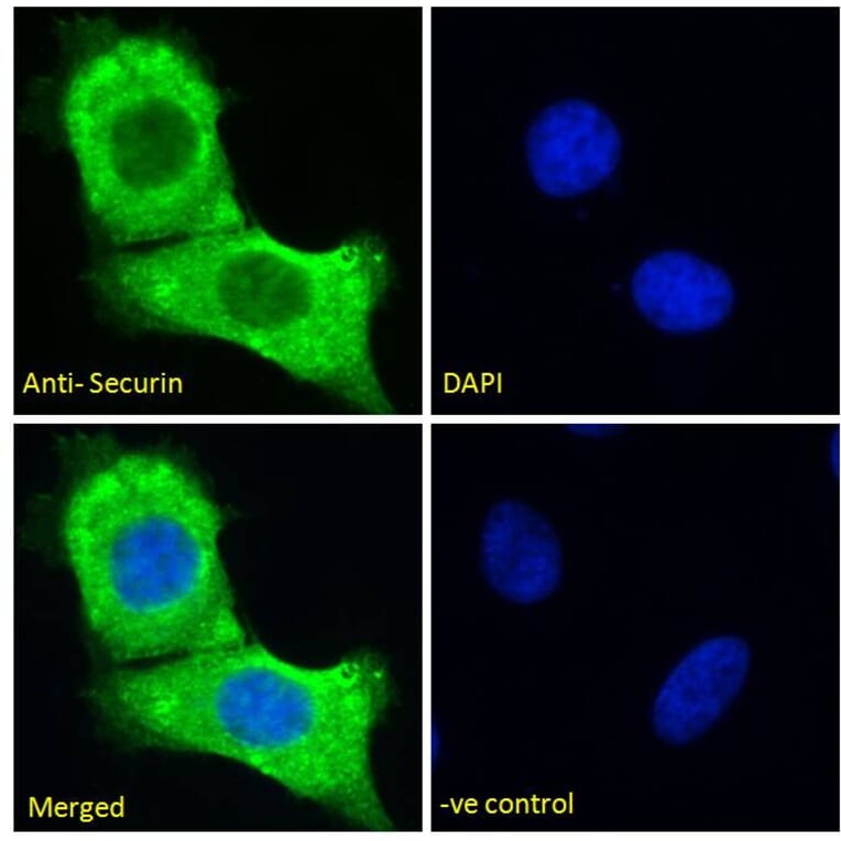 Immunofluorescence - Anti-Securin Antibody (A285949) - Antibodies.com