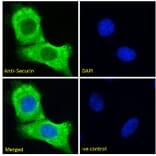 Immunofluorescence - Anti-Securin Antibody (A285949) - Antibodies.com