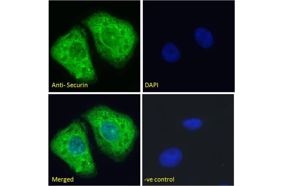 Immunofluorescence - Anti-Securin Antibody (A285949) - Antibodies.com