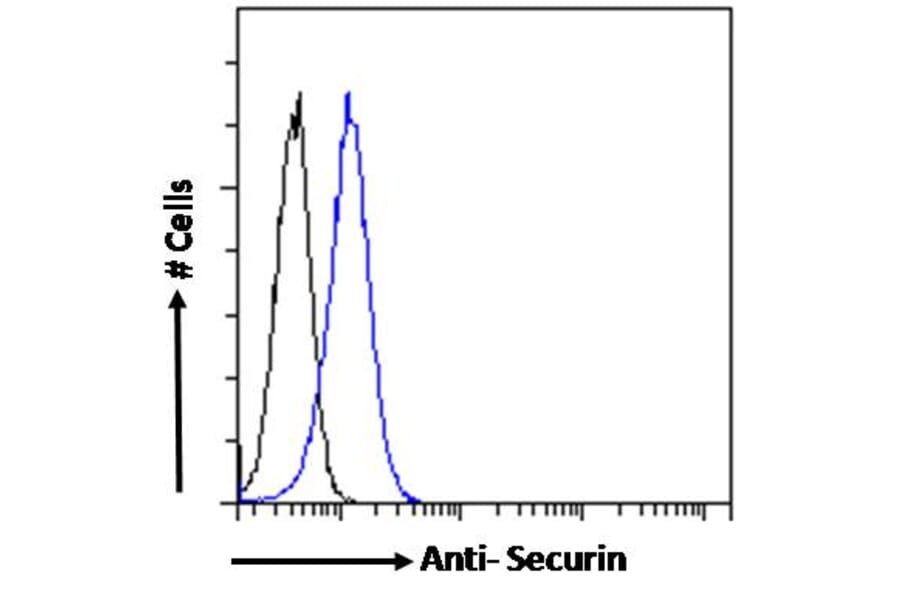 Flow Cytometry - Anti-Securin Antibody (A285949) - Antibodies.com