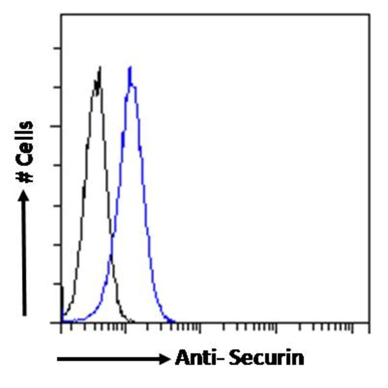 Flow Cytometry - Anti-Securin Antibody (A285949) - Antibodies.com