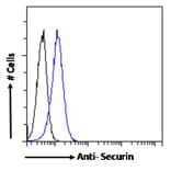 Flow Cytometry - Anti-Securin Antibody (A285949) - Antibodies.com
