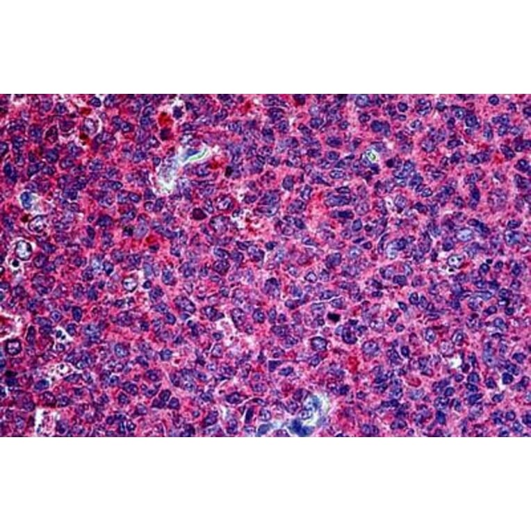 Immunohistochemistry - Anti-Securin Antibody (A285949) - Antibodies.com
