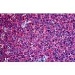 Immunohistochemistry - Anti-Securin Antibody (A285949) - Antibodies.com