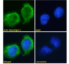 Immunofluorescence - Anti-Neuroligin 1 Antibody (A285950) - Antibodies.com