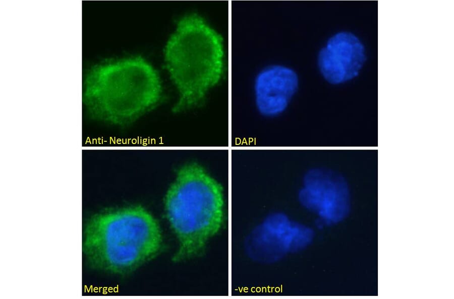 Immunofluorescence - Anti-Neuroligin 1 Antibody (A285950) - Antibodies.com