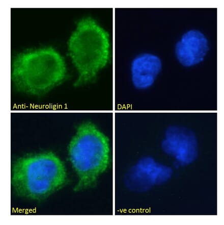 Immunofluorescence - Anti-Neuroligin 1 Antibody (A285950) - Antibodies.com