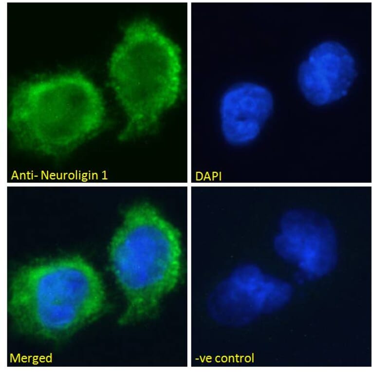 Immunofluorescence - Anti-Neuroligin 1 Antibody (A285950) - Antibodies.com