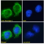 Immunofluorescence - Anti-Neuroligin 1 Antibody (A285950) - Antibodies.com