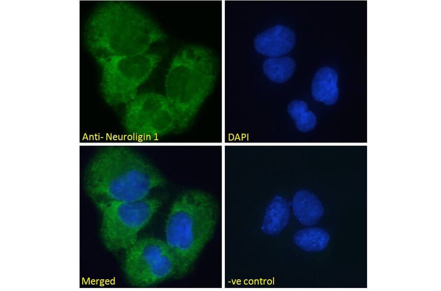 Immunofluorescence - Anti-Neuroligin 1 Antibody (A285950) - Antibodies.com