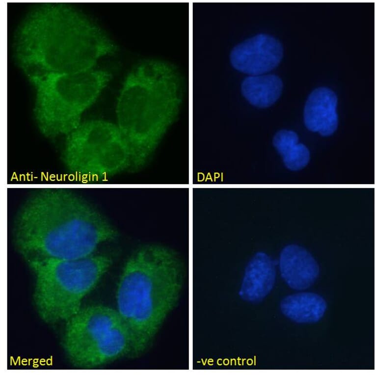 Immunofluorescence - Anti-Neuroligin 1 Antibody (A285950) - Antibodies.com