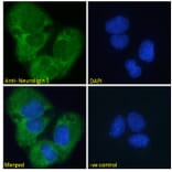 Immunofluorescence - Anti-Neuroligin 1 Antibody (A285950) - Antibodies.com