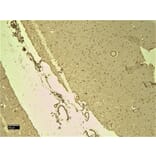 Immunohistochemistry - Anti-Nav1.5/SCN5A Antibody (A285952) - Antibodies.com