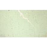 Immunohistochemistry - Anti-Nav1.5/SCN5A Antibody (A285952) - Antibodies.com