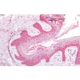 Immunohistochemistry - Anti-RSK2 Antibody (A285954) - Antibodies.com