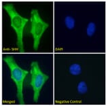 Immunofluorescence - Anti-Sonic Hedgehog Antibody (A285956) - Antibodies.com