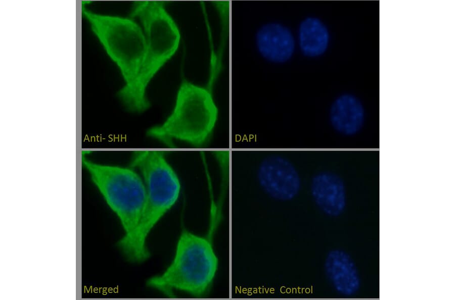 Immunofluorescence - Anti-Sonic Hedgehog Antibody (A285956) - Antibodies.com