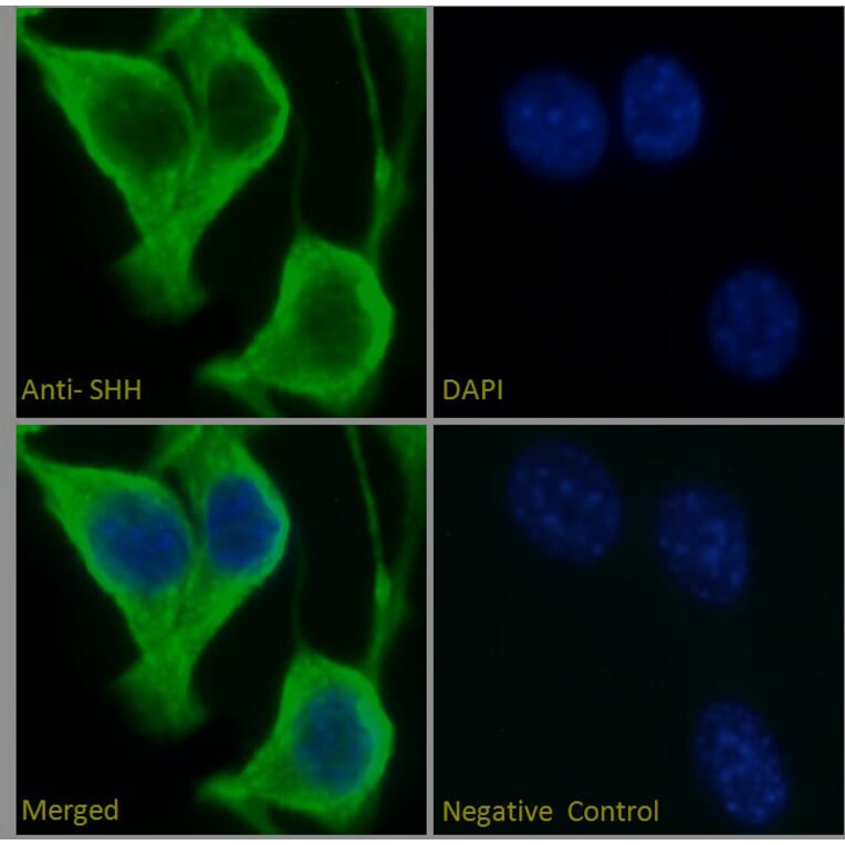 Immunofluorescence - Anti-Sonic Hedgehog Antibody (A285956) - Antibodies.com